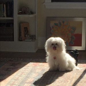 Meet your Posher, Janet